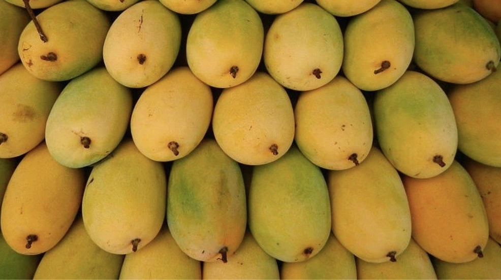 Mango Season in Vietnam: Harvest Windows, Varieties & What to Buy
